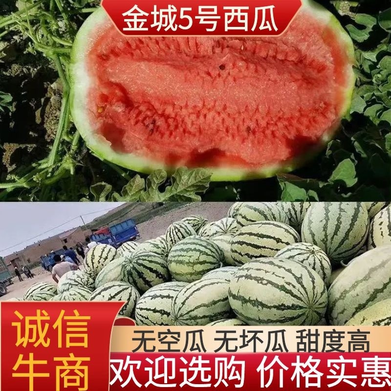 新疆金城5号，大量有货，质量好，价格低，