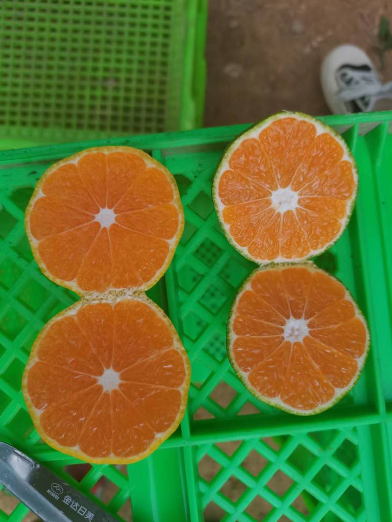 云南玉溪蜜橘，特早柑桔，品质优价格低一条龙服务