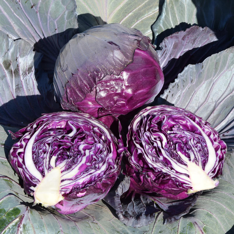 高产紫甘蓝种子大田抗病性强紫包菜包心菜种籽蔬菜种孑