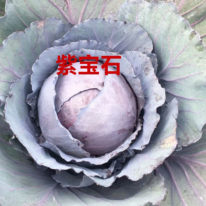 高产紫甘蓝种子大田抗病性强紫包菜包心菜种籽蔬菜种孑