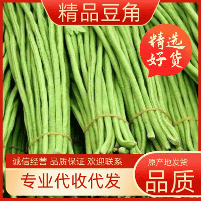 【推荐】河南精品青条豆角大量上市中，基地直供，诚信经营