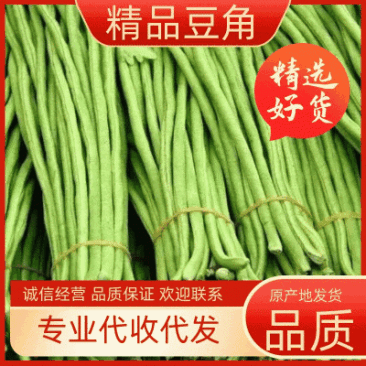【实力】开封精品豆角大量上市诚信经营质量保证欢迎考察