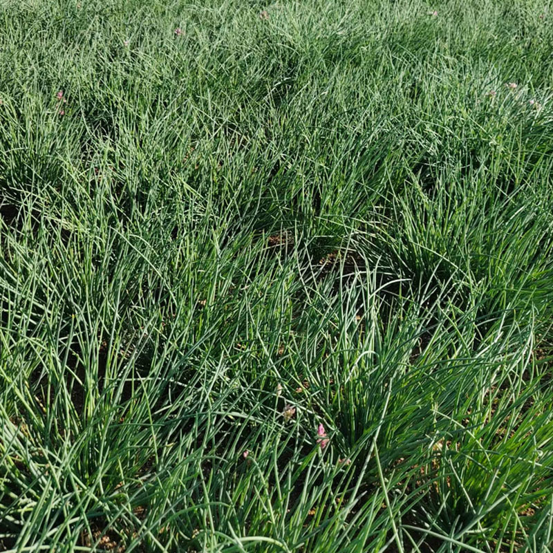 沙葱种子种籽种根蒙古韭葱胡葱小香葱耐旱耐寒四季阳台盆栽蔬