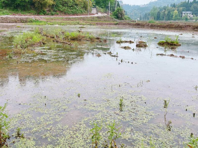重庆市荣昌铜鼓镇70亩基本农田出zu