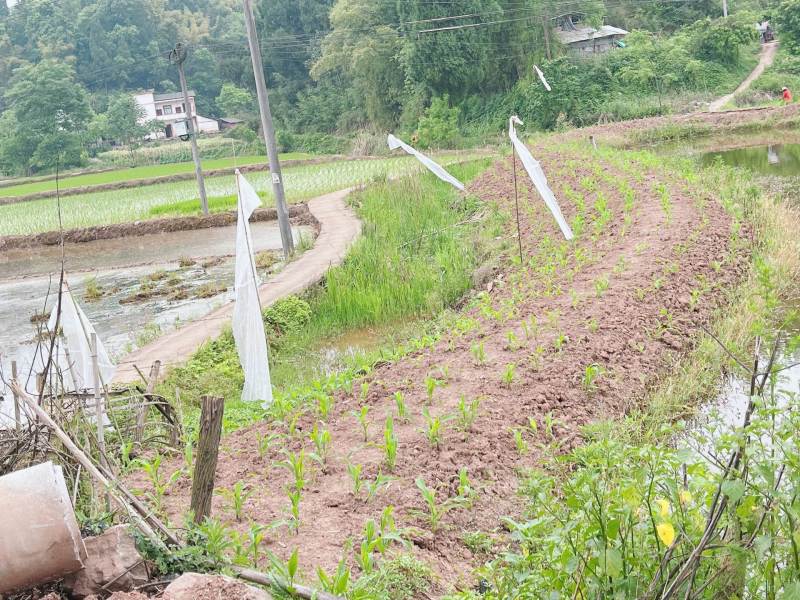 重庆市荣昌铜鼓镇100亩基本农田出租