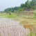 重庆市荣昌铜鼓镇100亩基本农田出租