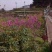 重庆市永川区黄瓜山1200亩农庄弄文旅项目zhuan让