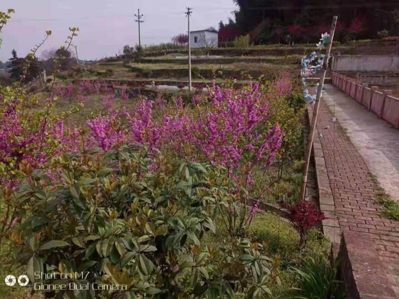 重庆市永川区黄瓜山1200亩农庄弄文旅项目zhuan让