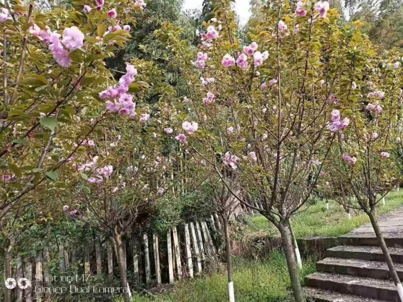 重庆市永川区黄瓜山1200亩农庄弄文旅项目zhuan让