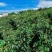 重庆市永川区黄瓜山1200亩农庄弄文旅项目zhuan让