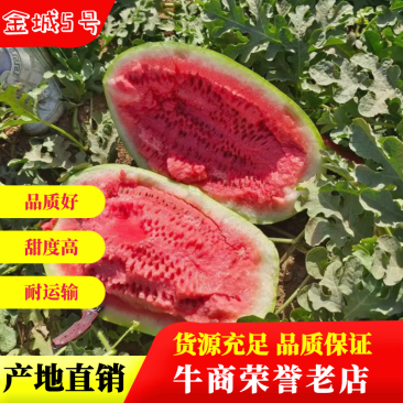【牛商推荐】精品西瓜，内蒙古金城5号西瓜，产地货源