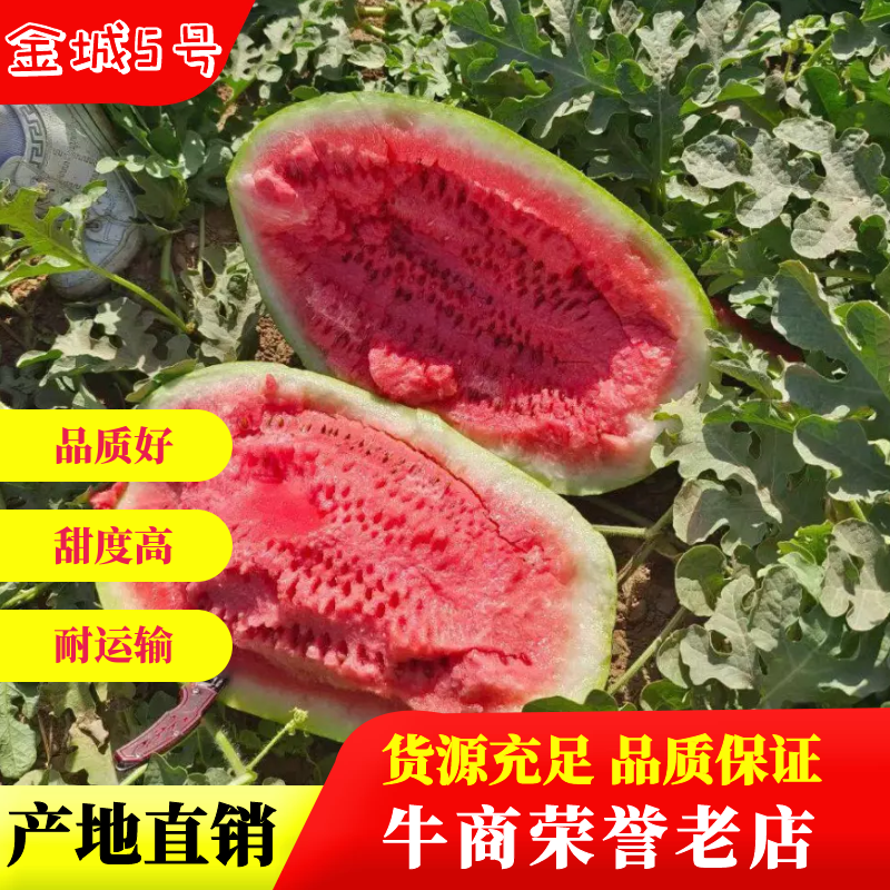 【牛商推荐】精品西瓜，内蒙古金城5号西瓜，产地货源