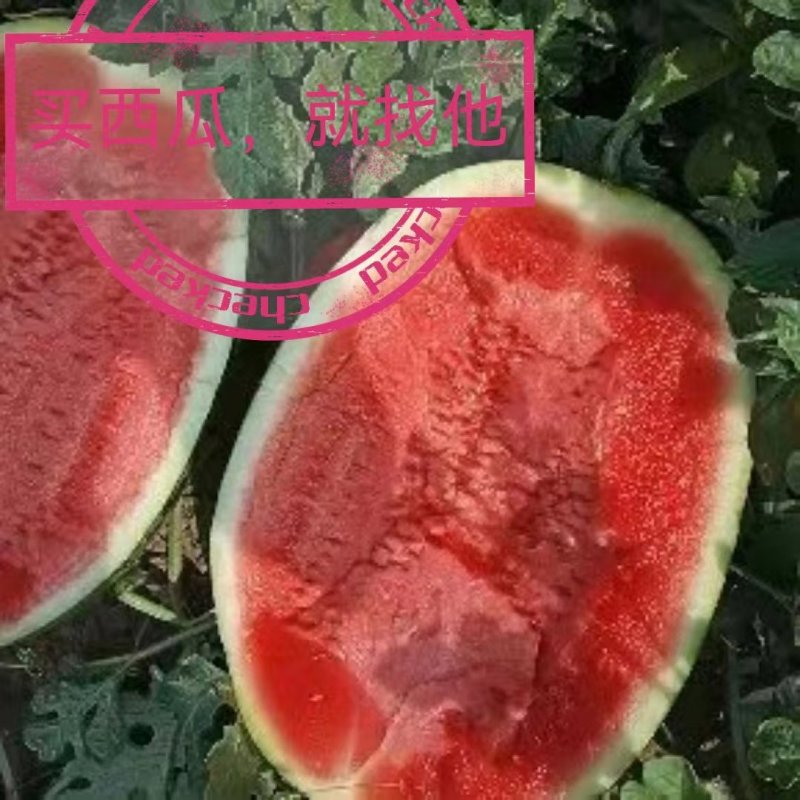 【牛商推荐】精品西瓜，内蒙古金城5号西瓜，产地货源