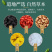 桑葚菊花茶