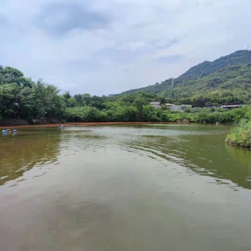 巴南惠民40亩鱼塘出租