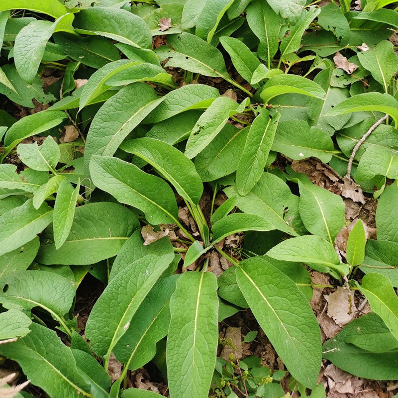 俄罗斯饲料菜种根牧草种子多年生牧草籽猪牛羊鸡鸭鹅