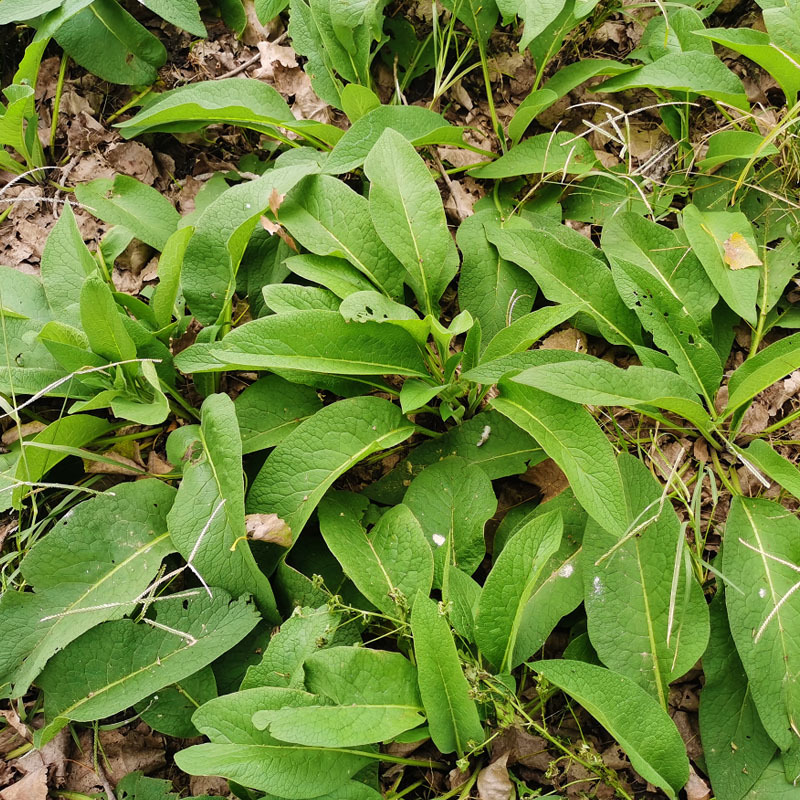 俄罗斯饲料菜种根牧草种子多年生牧草籽猪牛羊鸡鸭鹅