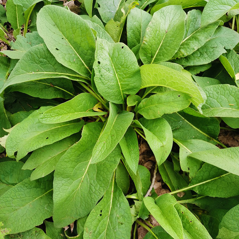 俄罗斯饲料菜种根牧草种子多年生牧草籽猪牛羊鸡鸭鹅