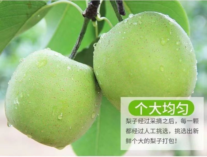 【精品】青皇冠梨产地大量现货供应供应市场/商超/电商