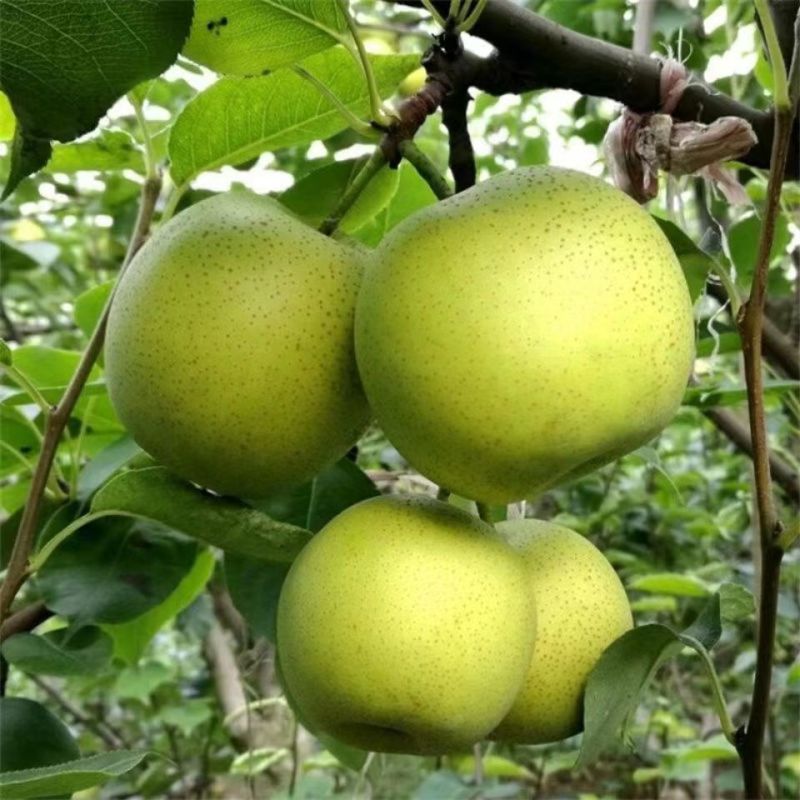 【推荐】河北泊头皇冠梨上市中货源充足量大价优