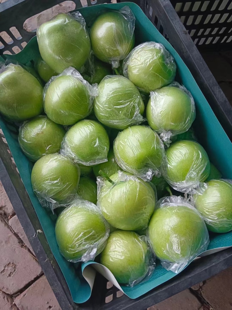 【推荐】河北泊头皇冠梨上市中货源充足量大价优