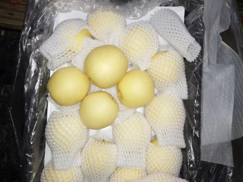 【推荐】河北泊头皇冠梨上市中货源充足量大价优