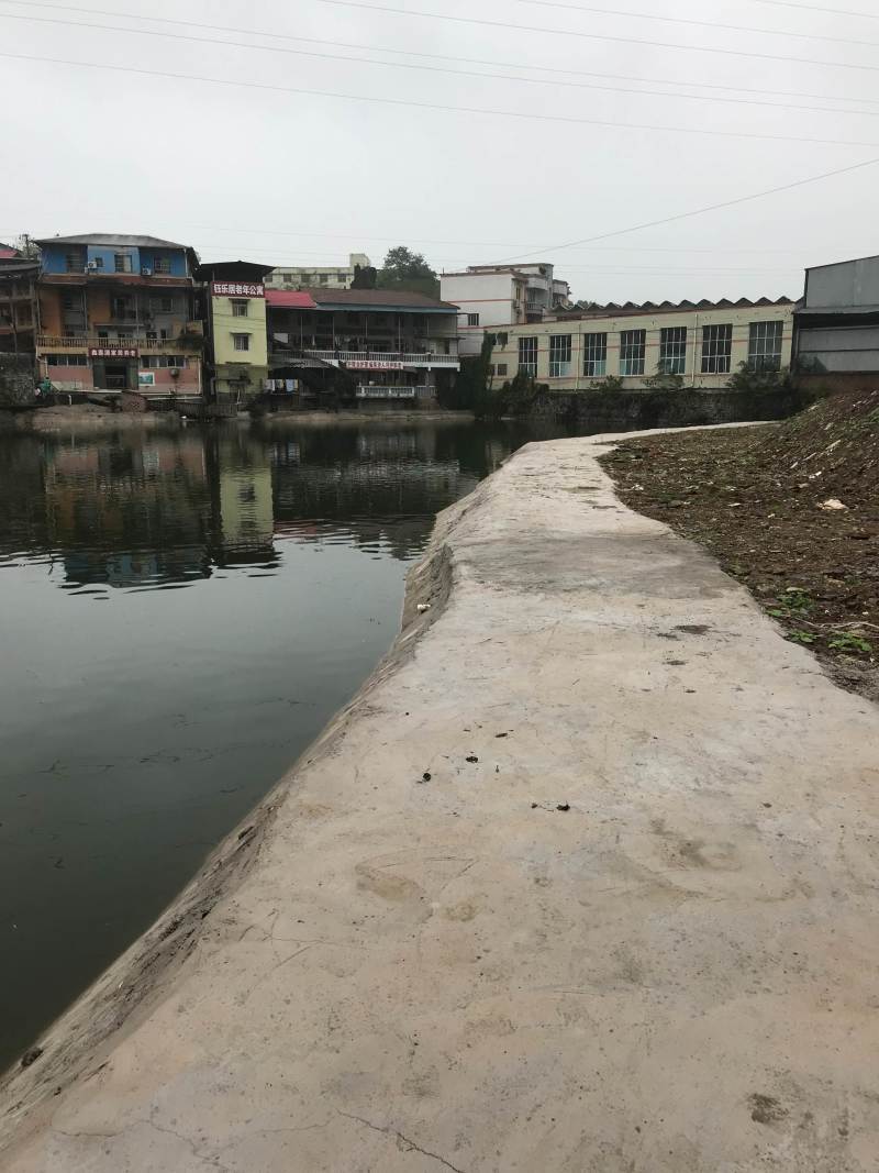 重庆歌乐山公园周边12亩钓场诚心出猪