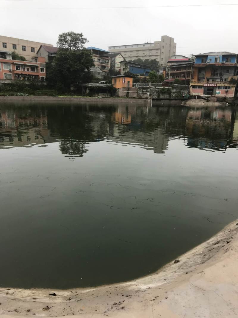 重庆歌乐山公园周边12亩钓场诚心出猪