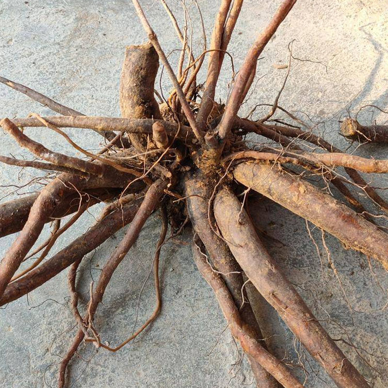俄罗斯饲料菜种根牧草种子多年生牧草籽猪牛羊鸡鸭鹅
