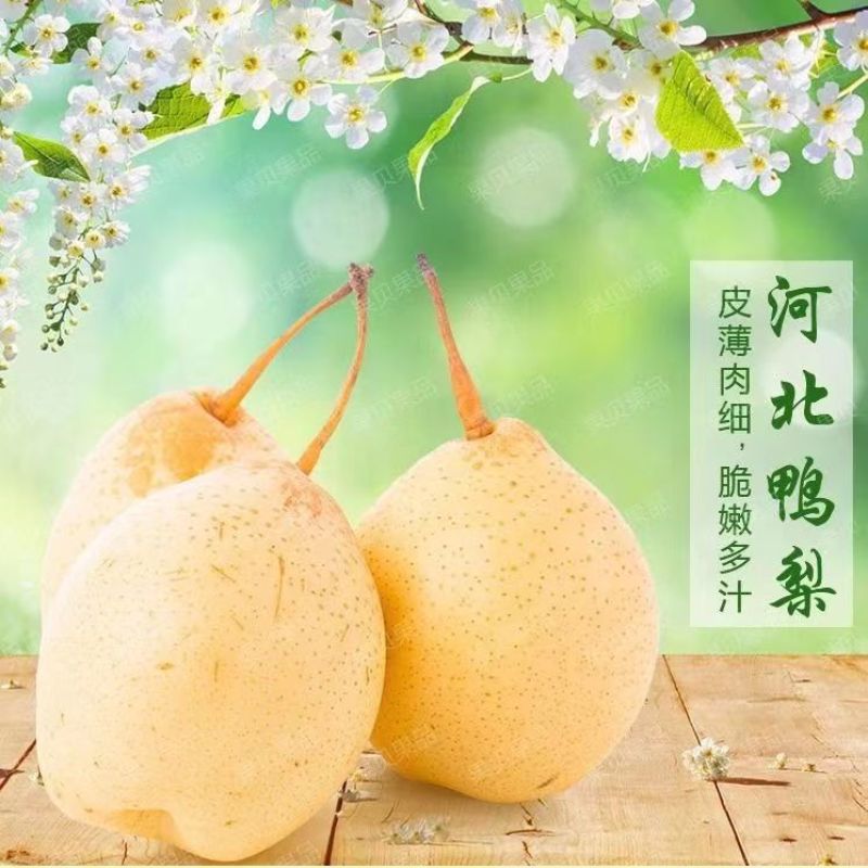 【推荐】水晶鸭梨、膜袋鸭梨、皇冠梨，现货供应全国发货