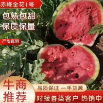 【金花1号】金花西瓜赤峰市产地形象代言人产地直发