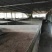长寿养猪场3000平诚信出zu，手慢拍大腿