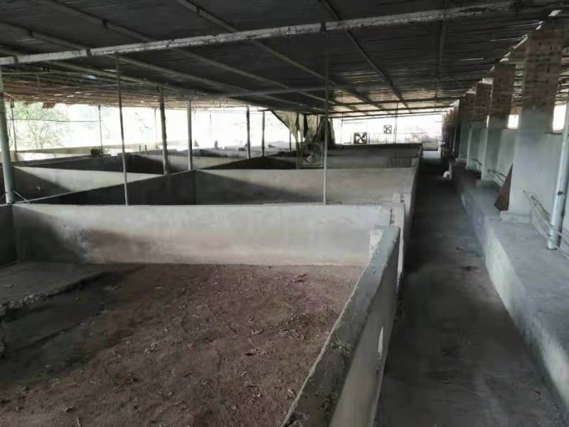 长寿养猪场3000平诚信出zu，手慢拍大腿