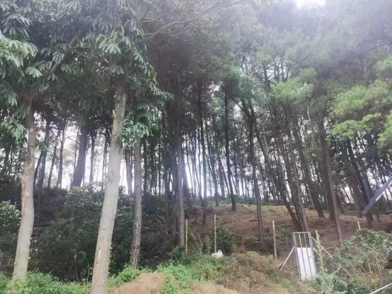 北碚西山坪58亩农场安心出zu