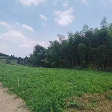 北碚西山坪58亩农场安心出zu