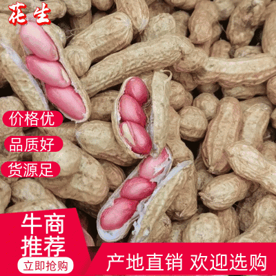 带壳鲜花生，纯沙地花生，颗粒饱满，欢迎电商加工厂市场批发
