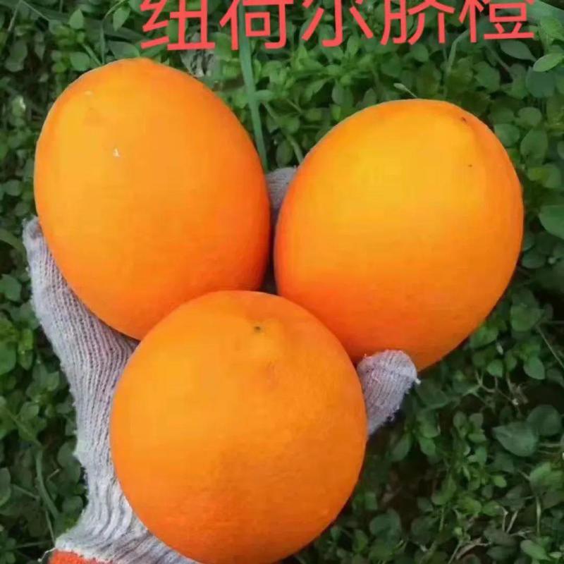 橙子秭归长虹纽荷尔一手货源皮薄汁多，现采现发欢迎来电