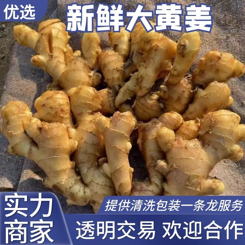 生姜批发市场保质保量基地一手货源物流发货坏姜包赔