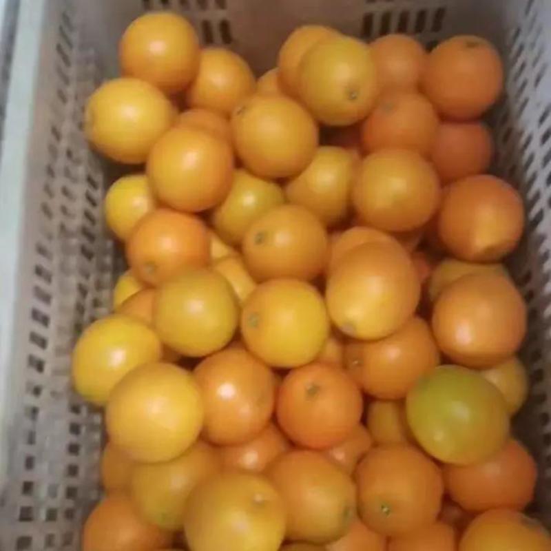 橙子秭归长虹纽荷尔一手货源皮薄汁多，现采现发欢迎来电
