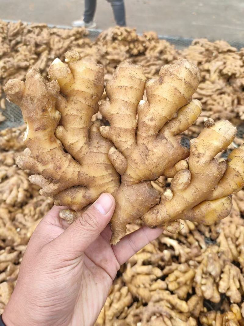 【实力推荐】生姜产地直供保质保量坏烂包赔量大从优
