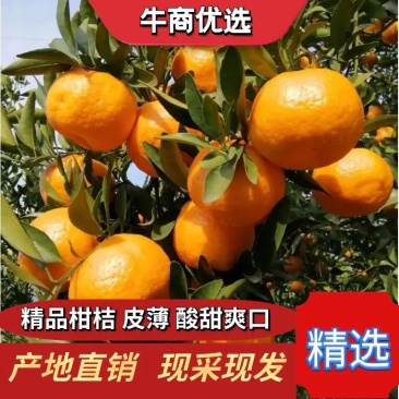 精品碰柑芦柑个头皮毛都是一级的水分充足，口感纯甜欢迎来电