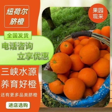 【优选】湖北纽荷尔脐橙农家货源皮薄汁多口感甜果园现发