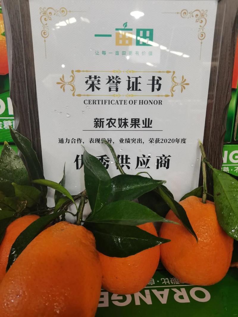【优选】湖北纽荷尔脐橙农家货源皮薄汁多口感甜果园现发