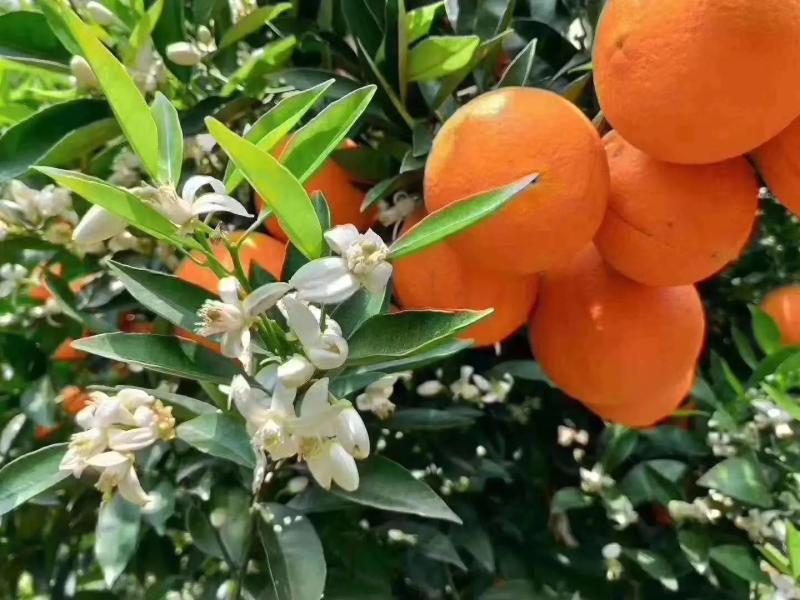 【优选】湖北纽荷尔脐橙农家货源皮薄汁多口感甜果园现发