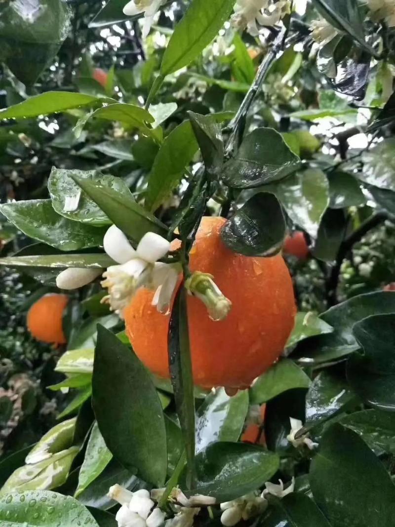 【优选】湖北纽荷尔脐橙农家货源皮薄汁多口感甜果园现发