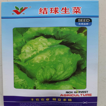 结球生菜种子意大利接球生菜种子早熟高产汉堡生菜抗病