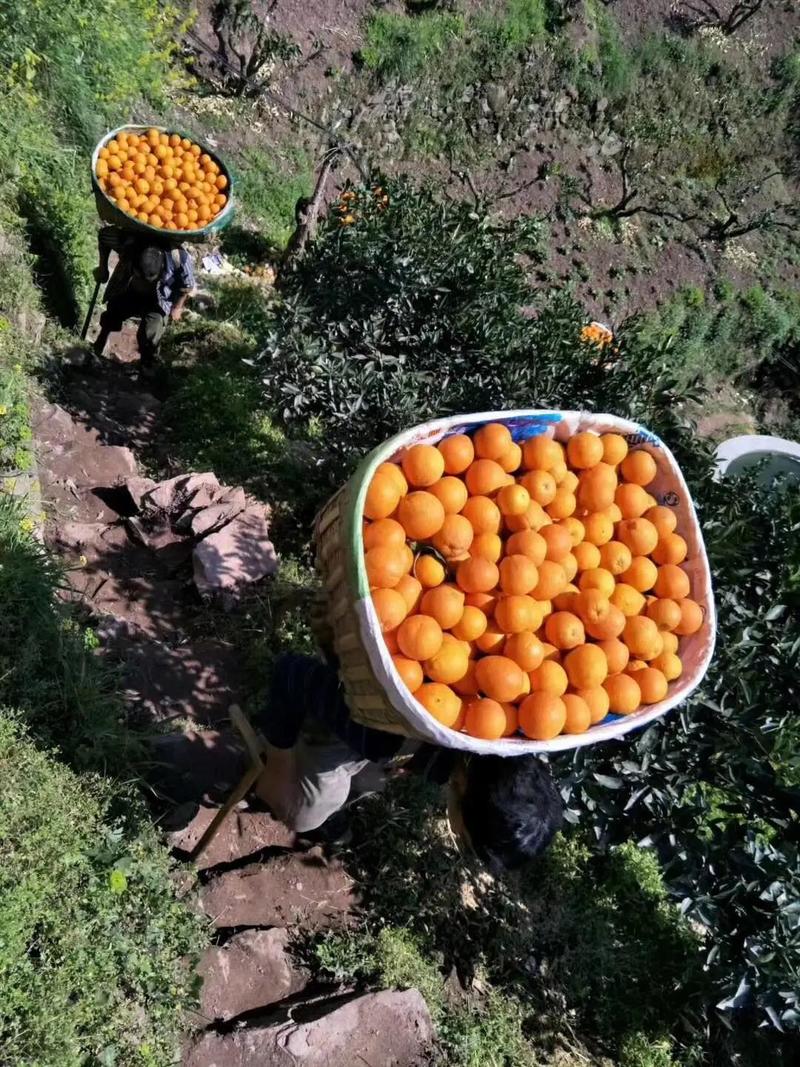 湖北纽荷尔橙子水分充足口感甜果园看货看中现采欢迎咨询