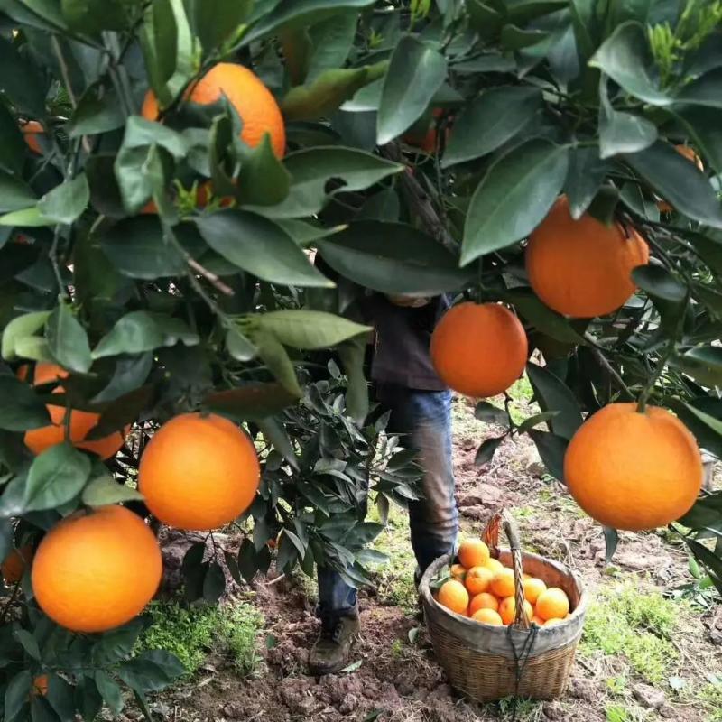 湖北纽荷尔橙子水分充足口感甜果园看货看中现采欢迎咨询