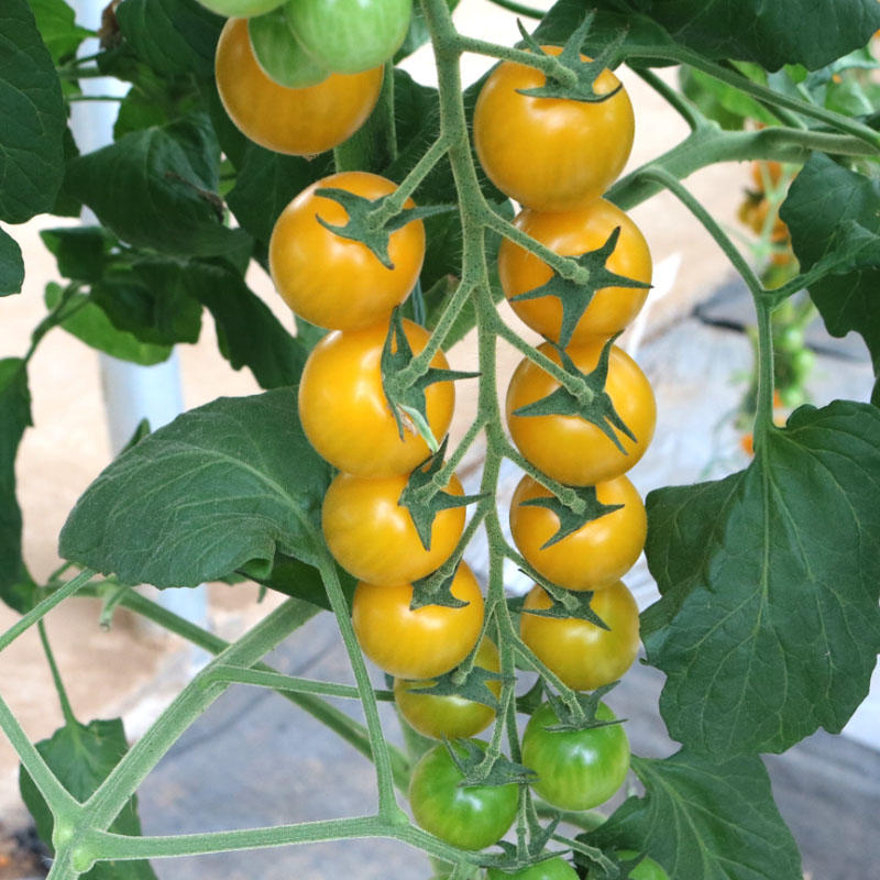 番茄种子小皇后超甜樱桃小水果盆栽西红柿阳台四季种植