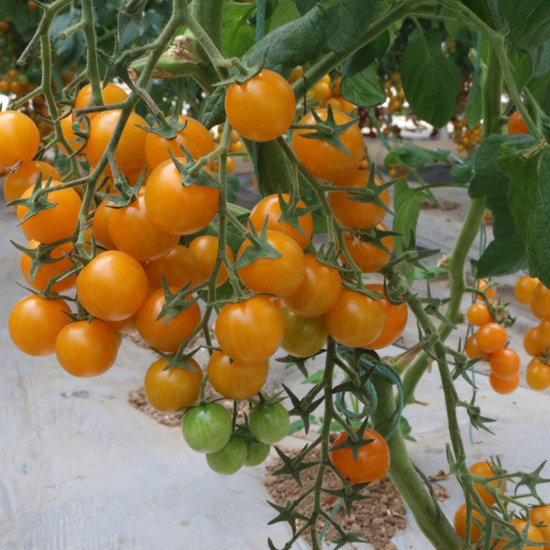 番茄种子小皇后超甜樱桃小水果盆栽西红柿阳台四季种植